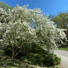 Image result for Exochorda