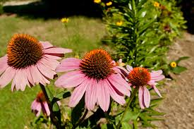 Image result for Echinacea purpurea `Magnus`