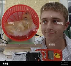 Photo d'un hamster Banque de photographies et d'images à haute résolution