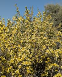 Image result for Buchnera prorepens