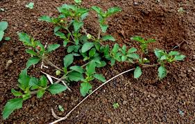 Image result for Acanthospermum australe