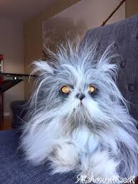 We did not find results for: Atchoum The Werewolf Cat