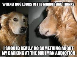 Mirror Dog Latest Memes Imgflip
