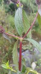 Image result for Pycnostachys coerulea
