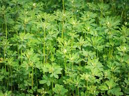 Image result for Trigonella