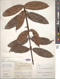 Image result for Landolphia incerta