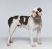 Bulldog type - Wikipedia