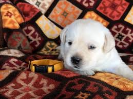 Most chocolate labrador puppies will be about six months old when they first arrive at the breeder. Snow White Labrador Retriever Puppy 609140 Puppyspot