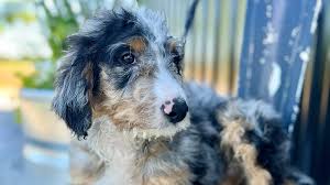 Bernedoodles and Families: A Perfect Match