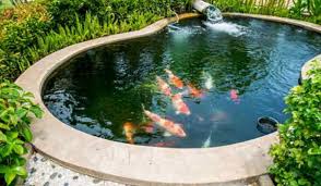 Jenis Jenis Filter Kolam Ikan Koi Yang Penting Untuk Diketahui