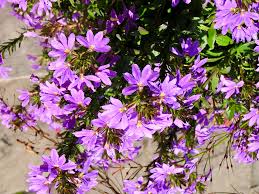 Image result for Goodeniaceae