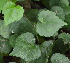 Image result for Sida veronicifolia