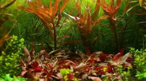 Image result for Nesaea crassicaulis