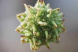 Cover for super monkey ball: Dsc 1010 Monkey Ball Sweet Gum Tree Liquidambar Styraciflua Sweet Gum Tree Seeds Seed Pods