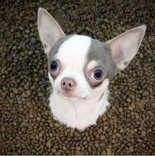 This is still just a warning and not a recall, and as of today, the nature of a possible connection between food and dcm in dogs has not been determined. The Truth About Grain Free Dog Food What S Best For Your Pooch