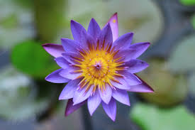 Demikian pembahasan soal kelas 6 sd pada pembelajaran 1 tema 2 subetema 1 rukun dalam perbedaan tentang peta pikiran. Berkas Bunga Teratai Jpg Wikipedia Bahasa Indonesia Ensiklopedia Bebas