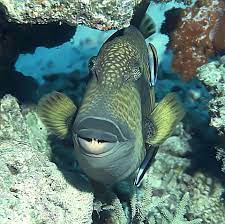 Titan Tiger Fish Tiger Fish Tropical Fish Fish