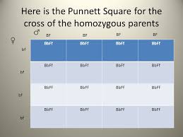Punnett, who devised the approach. How To Do A Dihybrid Cross Using A Punnett Square Ppt Download