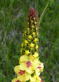 Noto come fiore di campo, originariamente, era una pianta infestante e selvatica che amava spennellare il colore del suo fiore nelle coltivazioni di grano. Fiori Gialli A Spiga