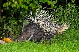 Image result for Brachythrix