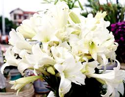 Hoaloakèn #sgarden hoa loa kèn nở rộ tháng 3, tháng 4, trong video này mình sẽ chia sẻ với các bạn cách nhân giống hoa loa. Top 100 Hinh áº£nh Hoa Loa Ken Tráº¯ng Ä'áº¹p Khong Thá»ƒ Bá» Qua Hoa Ba Miá»n