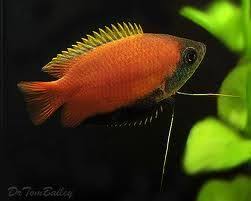 Trichogaster Chuna Honey Gourami Wild Type Acquario