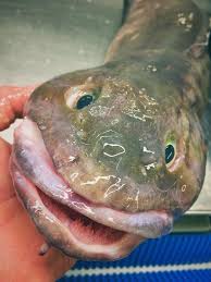 Maybe you would like to learn more about one of these? Crazy Looking Fish From The Deep Sea Cbs News