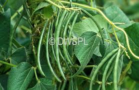 Image result for Vigna umbellata