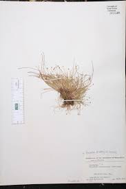 Image result for Eleocharis atropurpurea