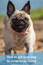 You want your dog to associate the command with coming all the way to you and not simply running a few feet. How To Teach Your Dog To Come When Called Thatmutt Com