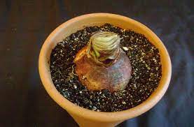 How To Care For Your Amaryllis After Blooming The Houseplant Guru Amaryllis Care Amaryllis Flowers Amaryllis Bulbs