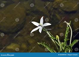 Image result for Turbina longiflora