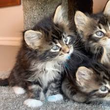 Do you dream of owning your very own maine coon cat? Small Haus Maine Coons Home Facebook