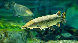 They're not going to win a beauty pageant any time soon, thanks to a mouth full of sharp teeth. How The Living Fossil Fish Of North America Vacuums Up Its Prey University Of Chicago News