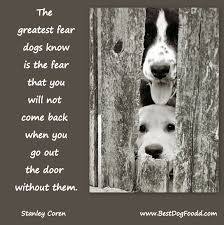 10 Furbulous Picture Quotes And Poems About Dogs Dog Poems Dog Quotes Dog Love