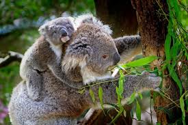 And they start with pap feeding. Photo Wallpaper Mom And Baby Koala Order Now