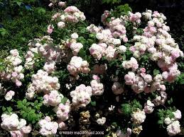 We did not find results for: Plantfiles Pictures Rosa Found Rose Hybrid Multiflora Noisette Rambler Rose Laure Davoust Rosa By Kell