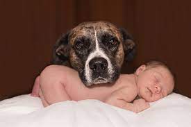 Occhio, però, le continue attenzioni, da parte dei bambini più piccoli, potrebbero non piacergli. Giuntinipet Cani Adatti Ai Bambini Giuntinipet