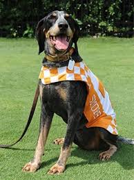 The total enrollment is approximately 9,000. Mascot Madness Our Picks For The Cutest Animals In The Ncaa Tennessee Mascot Tennessee Volunteers Football Tennessee Football