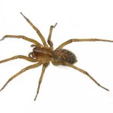 Spiders In Oregon Species Pictures