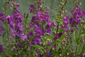 X Angelonia Angelface Blue Full Sun Heat Tolerant Drought Tolerant Annual Flowers Snapdragon Flowers Plants