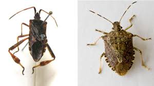 Image result for Canthium bugoyense