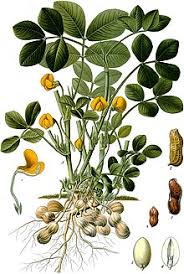 Keanekaragaman gulma pada kacang tanah (arachis hypogaea l.) akibat pengaruh pengendalian gulma pada beberapa. Kacang Tanah Wikipedia Bahasa Indonesia Ensiklopedia Bebas