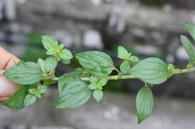 Image result for Pouzolzia parasitica