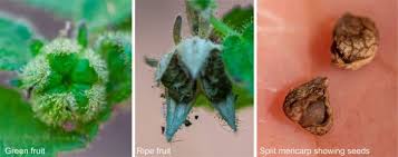 Image result for Pavonia burchellii