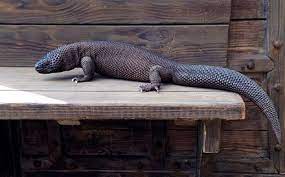 Mexican beaded lizards are a species of venomous lizards occurring mainly in southern guatemala and mexico. Mexican Beaded Lizard Wikiwand