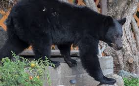 Close encounters of the bear kind = manifestation of my wildest dreams  (Part 1 of 3)