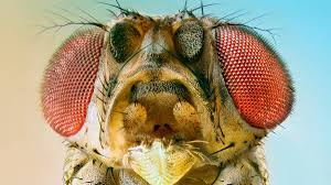 10000flies mag also ein tool sein, mit dem man messen und darstellen kann, welche vielleicht mausert sich 10000flies noch und verfeinert die auswertung der jeweiligen quellen beziehungsweise. A 6 000 Year Old Fruit Fly Gave The World Modern Cheeses And Yogurts