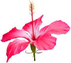 Hibiscus Flower Transparent Png Clip Art Hibiscus Flowers Hibiscus Flowers
