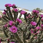 They have to bring the beauty into their home. Cacti And Desert Succulents White Sands National Park U S National Park Service
